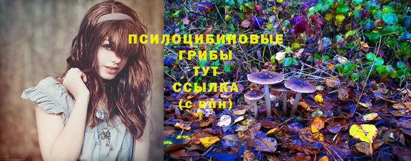 прущие грибы Аркадак